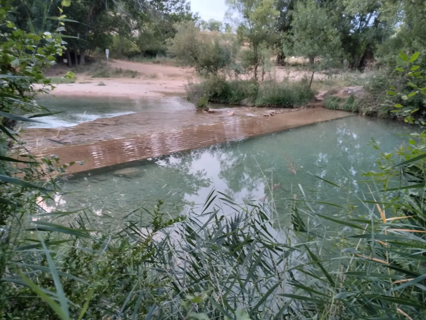 Poza de agua verde enmarcada por carrizos y vegetación de ribera