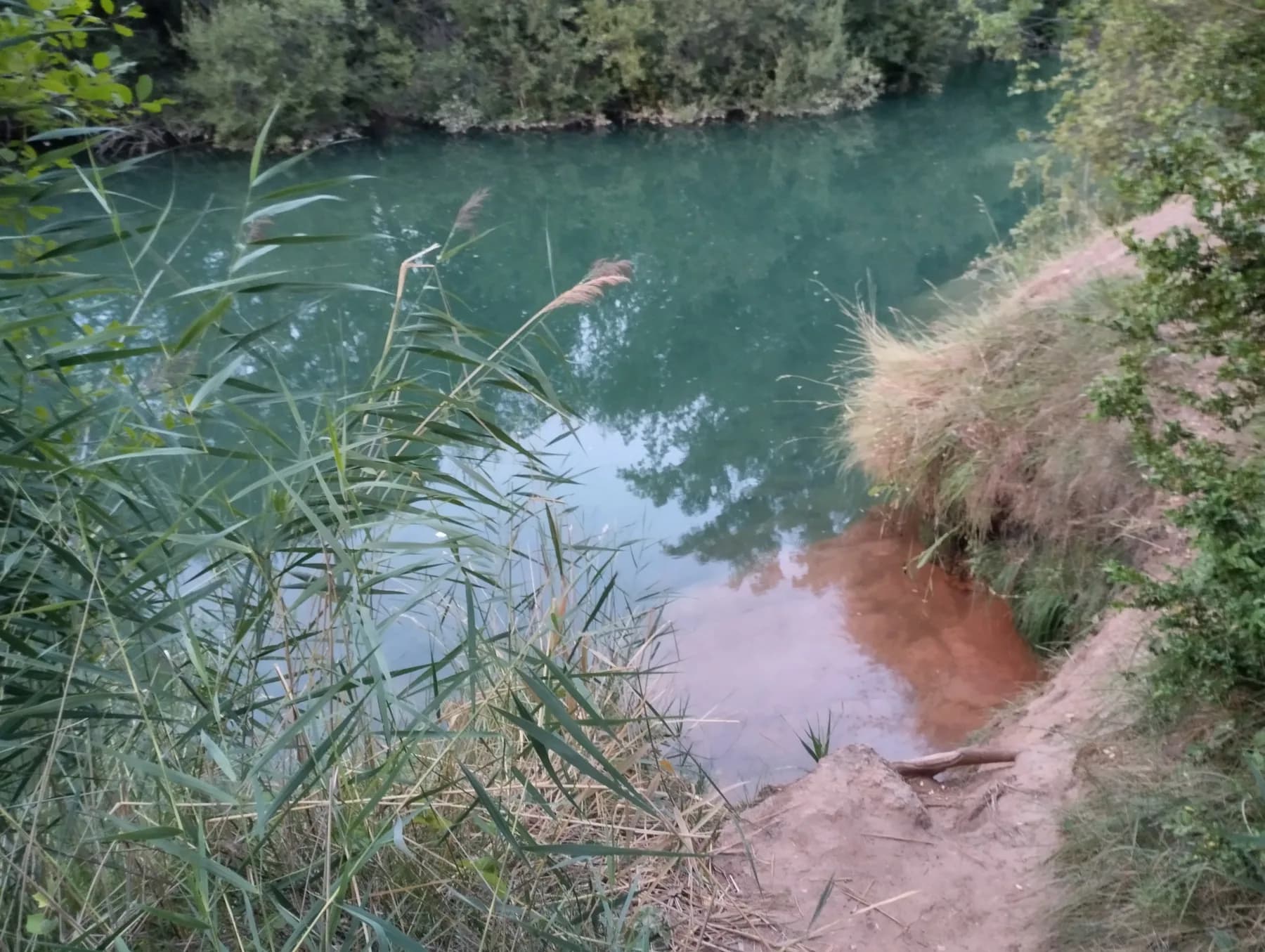 Poza turquesa vista desde una orilla cubierta de carrizos