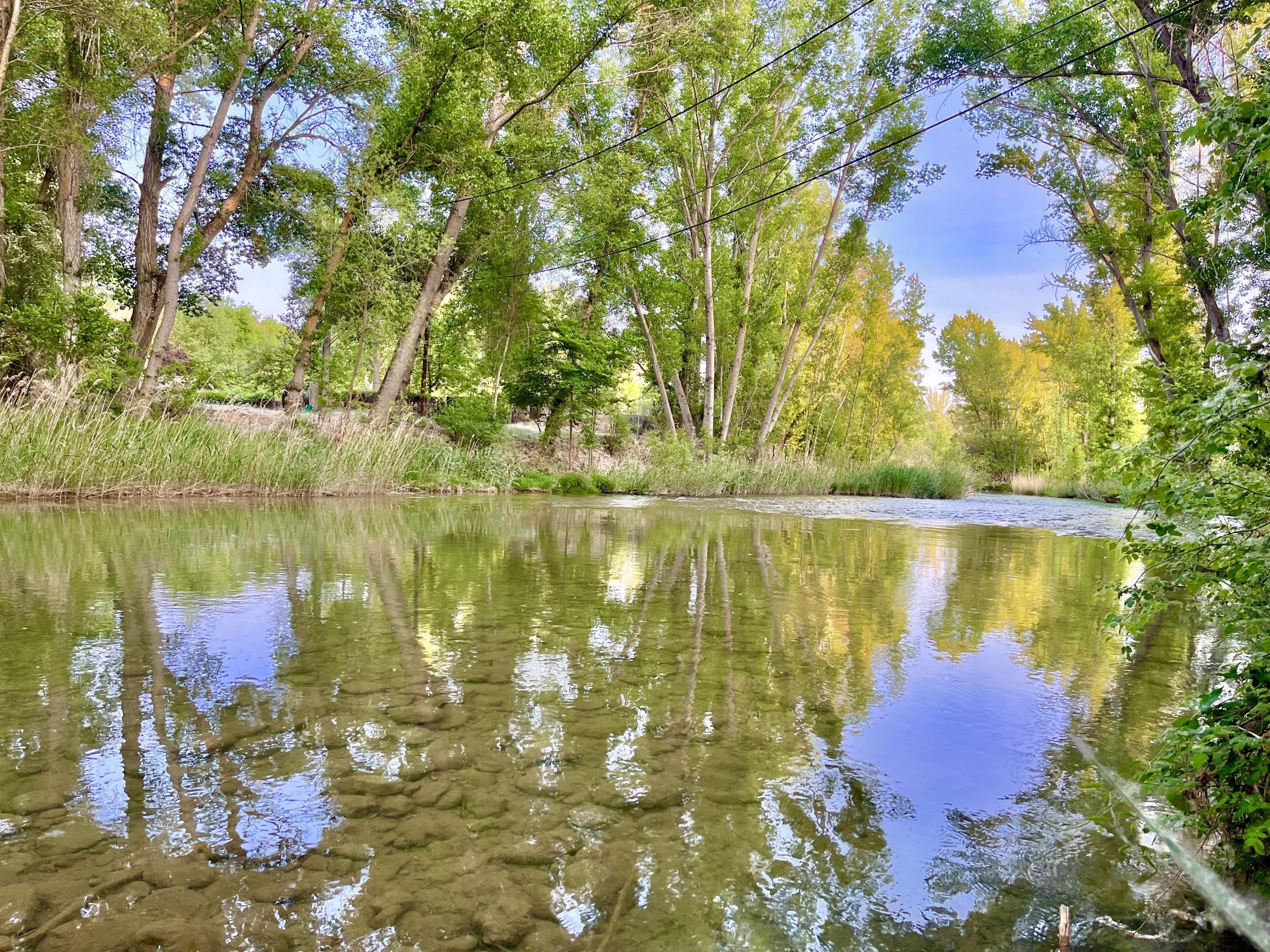 Aguas verdes del río Júcar reflejando la arboleda de la orilla